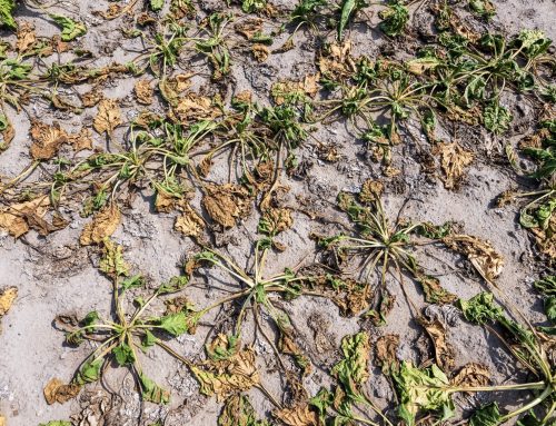 Sucho v regionu znamená méně nových úvěrů pro firmy. ČNB analyzovala, jak klimatická změna ovlivňuje chování bank