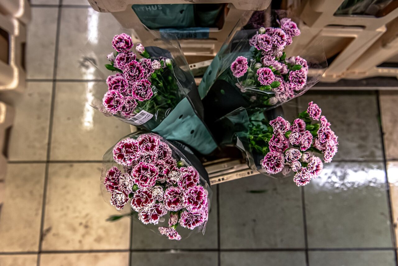 Český trh má o certifikaci květin menší zájem než západní Evropa, kde se na původ květin více dbá. Foto: Kateřina Hefler, Ekonews