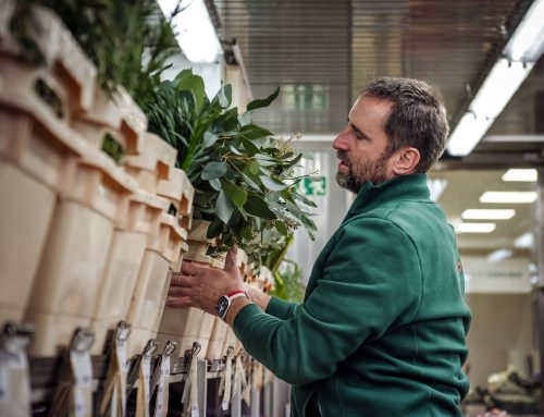 Růže z Kolumbie do pěti dnů v Praze. Pokud cítíme chemický zápach, květiny nebereme, říká velkoobchodník