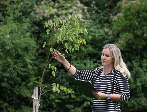 Laboratoře klimatické změny. Čeští výzkumníci mají první výsledky ze zahrad o tom, jak oteplování posouvá kvetení rostlin