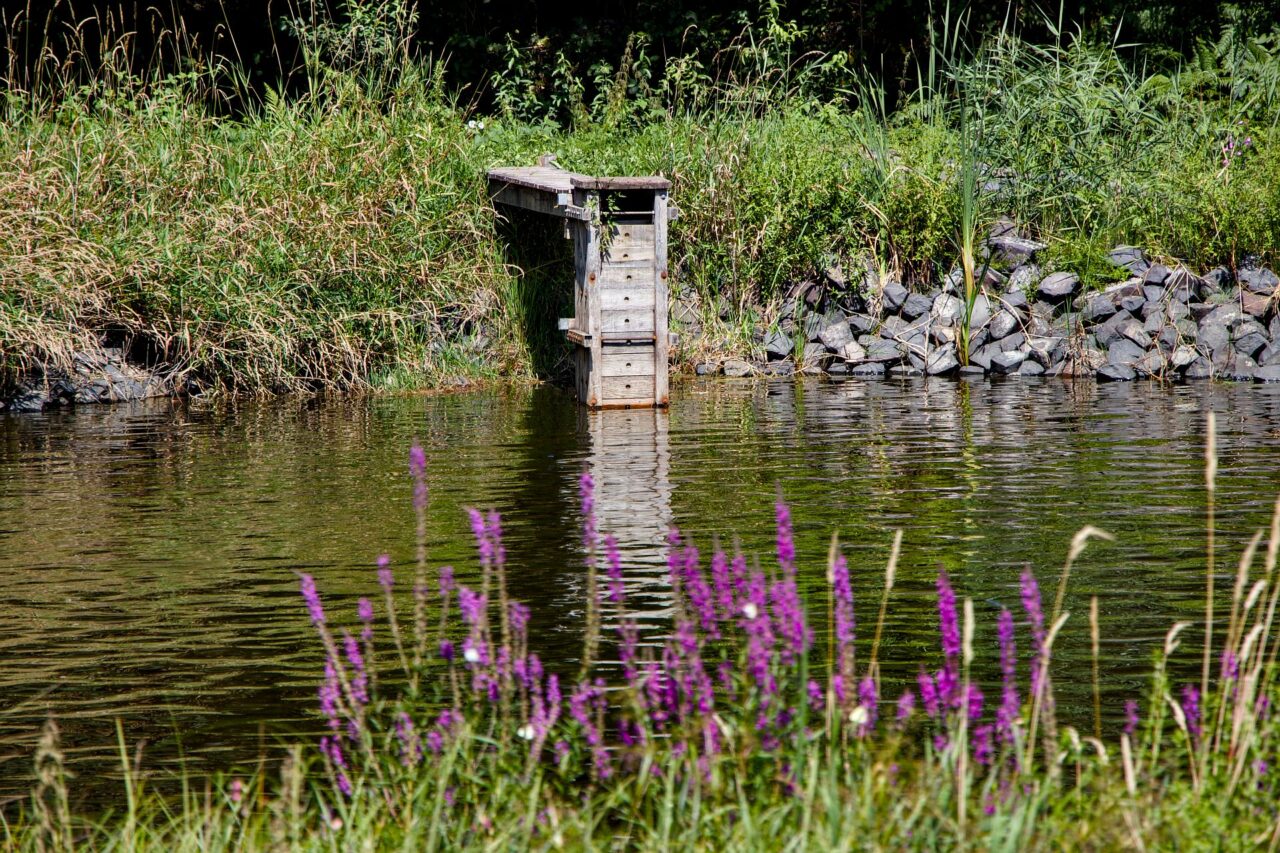 Před několika lety obnovili také místní koupaliště a udělali z něj biotop. Foto: Karolína Chlumecká, Ekonews