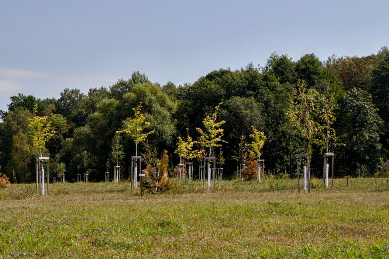 Letos také ze starého prasečáku udělali nový rozsáhlý lesopark. Foto: Karolína Chlumecká, Ekonews