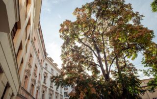 V případě likvidace invazního pajasanu není potřeba povolení a povinností není ani náhradní výsadba. Foto: Kateřina Hefler