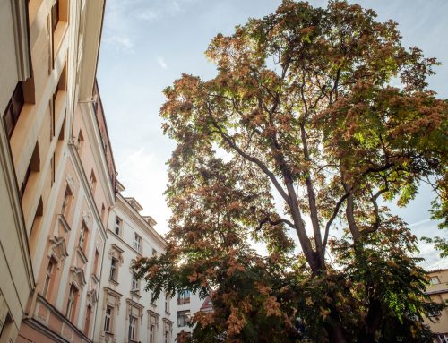 Zničte pajasany. Všechny tyto stromy mají v Praze padnout do osmi let bez náhrady