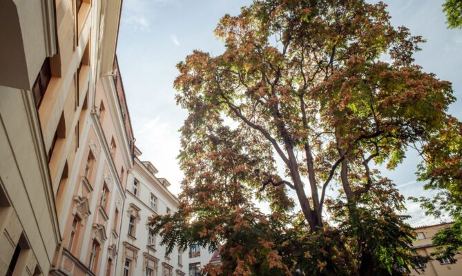 V případě likvidace invazního pajasanu není potřeba povolení a povinností není ani náhradní výsadba. Foto: Kateřina Hefler
