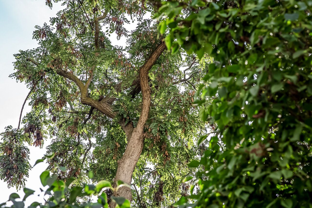 Pajasan žláznatý pochází z Asie a v Česku se dříve pěstoval jako okrasná dřevina. Foto: Kateřina Hefler, Ekonews