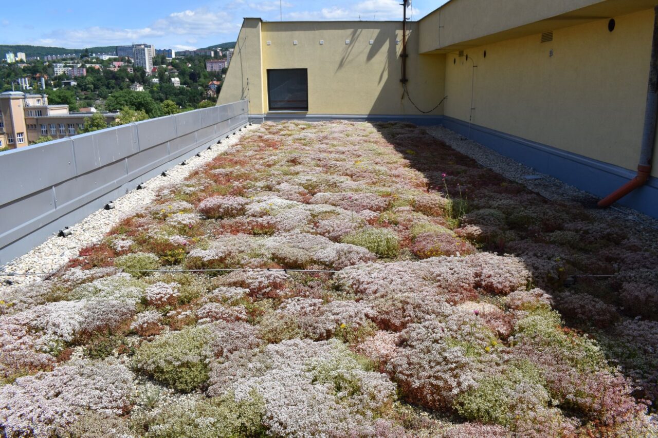 Zelené střechy osázené rozchodníky, jako je tato na výškové budově v Ústí nad Labem, představují přírodě blízkou alternativu ke klasické krytině. Foto: poskytnuto UJEP