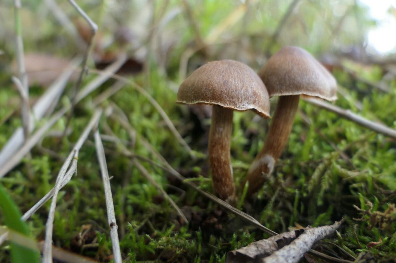 V cihelně Chmeliště daří i houbám. Ochránci zde zdokumentovali desítky druhů včetně vzácných pavučinců. Foto: Jan Moravec, ČSOP