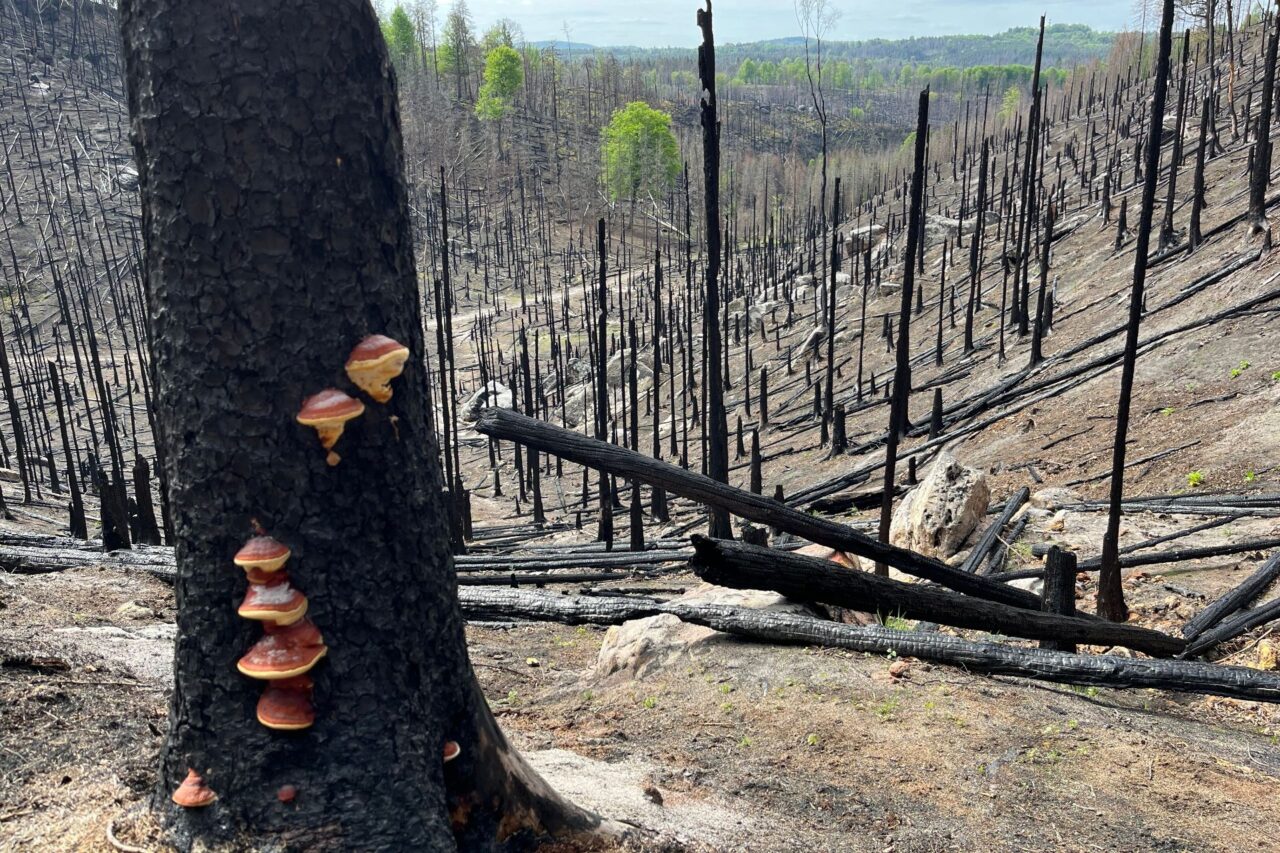 Pečlivě naplánované řízené vypalování odstraňuje pod dohledem hasičů odumřelou biomasu a dává prostor k obnově ohrožených ekosystémů. Foto: poskytnuto Markétou Ekrt Válkovou