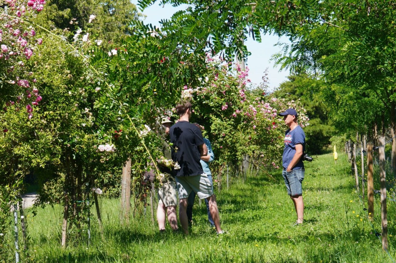 Modelová plocha Living Lab v Arborétu Mlyňany ukazuje, jak lze úspěšně pěstovat polní plodiny mezi stromy. Foto: poskytnuto Nadací Ekopolis