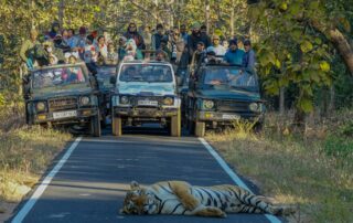 Nárůstu počtu tygrů v přírodě pomohly i četné rezervace, jako je národní park Tadoba v indickém státě Maháráštra. Foto: Bob Brewer, Unsplach