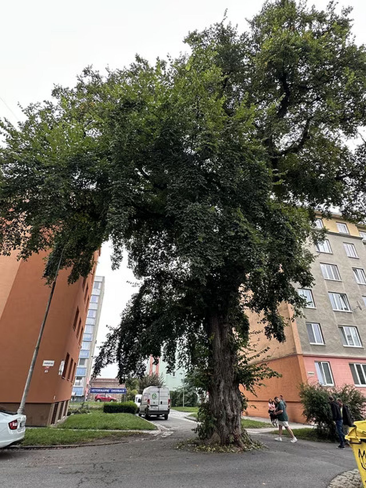 Jilm na Charkovské ulici v Olomouci ročně zadrží 28 tisíc litrů vody a uloží 27,5 tisíc kilogramů oxidu uhličitého. Foto: Arboristická akademie