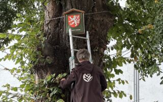 Olomoucký jilm na Charkovské ulici je starý zhruba 120 let. Foto: Arboristická akademie