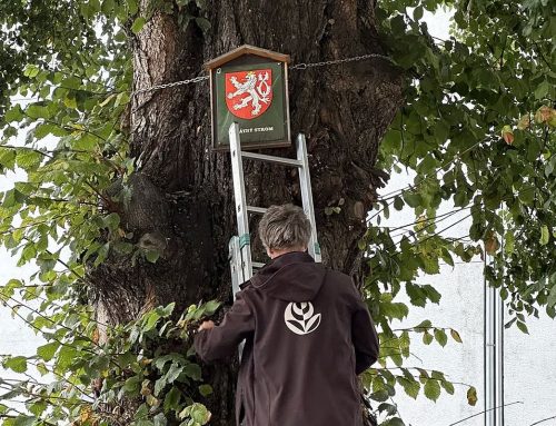 Chtěli ho porazit. Ročně přitom památný jilm zadrží 28 tisíc litrů vody, zjistili arboristé díky projektu TreeTag