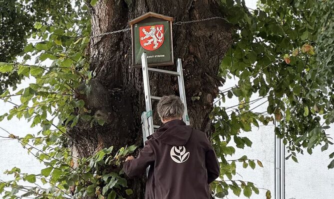 Olomoucký jilm na Charkovské ulici je starý zhruba 120 let. Foto: Arboristická akademie
