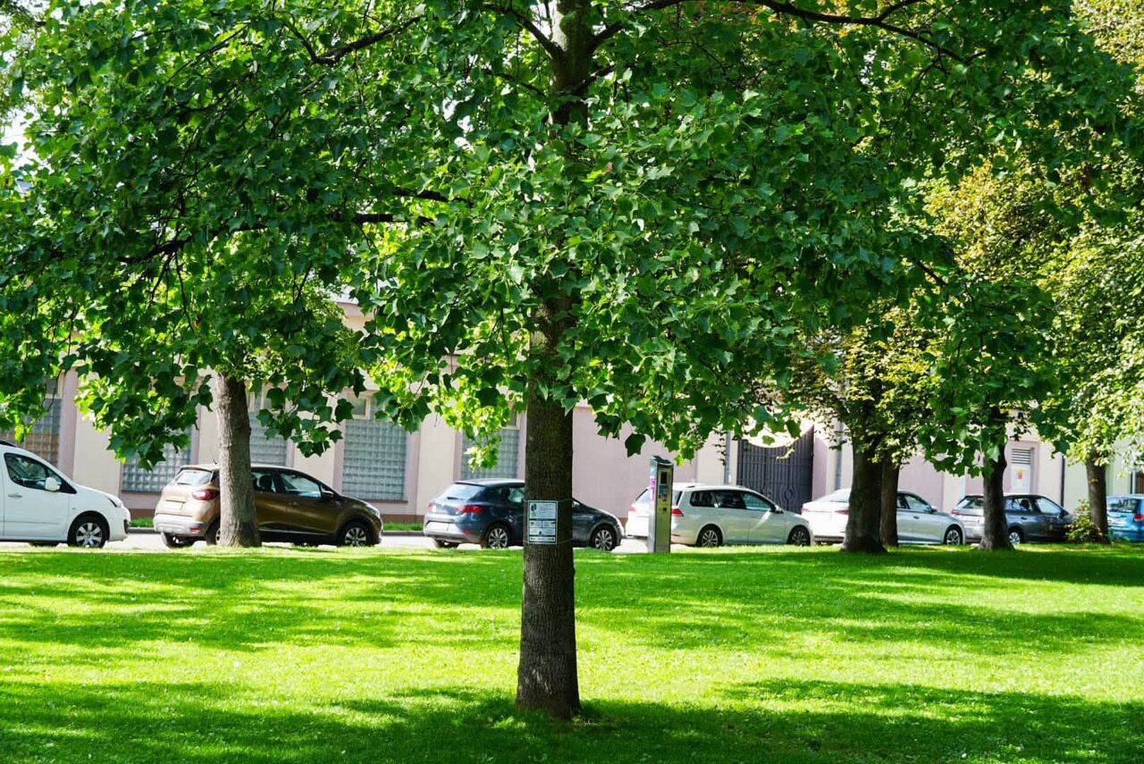 Liliovník tulipánokvětý v Kolíně. Foto: Arboristická akademie
